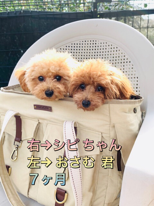 クーの新しいお友達紹介