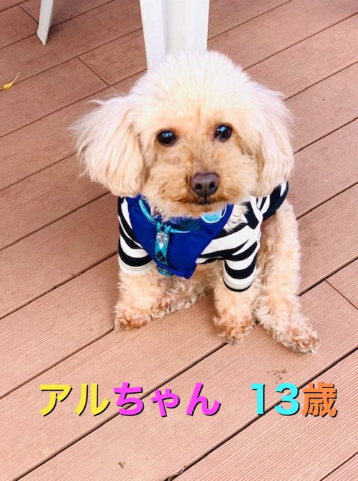 クーの新しいお友達紹介
