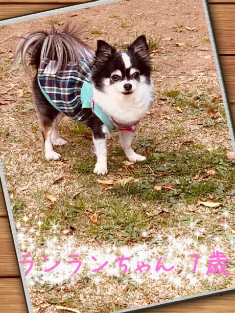 クーの新しいお友達紹介