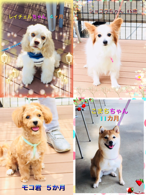 クーの新しいお友達紹介