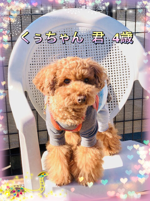 クーの新しいお友達紹介