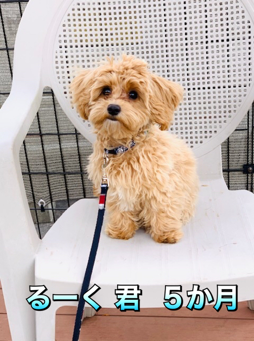 クーの新しいお友達紹介