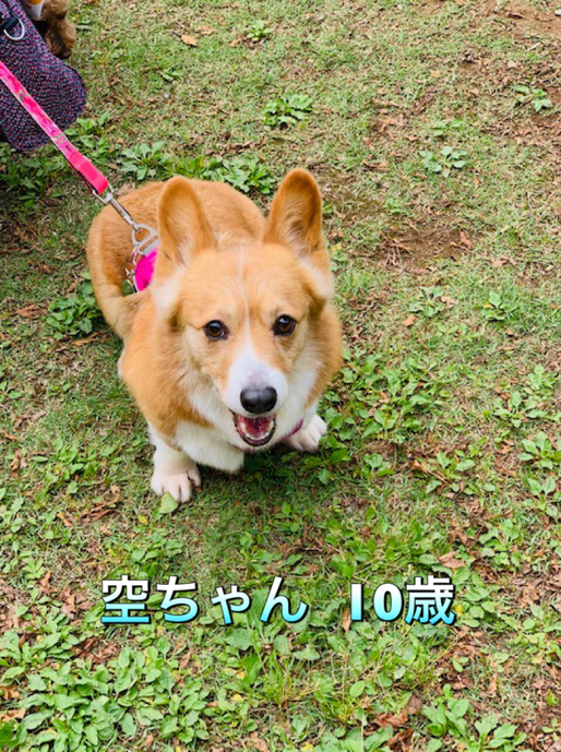 クーの新しいお友達紹介