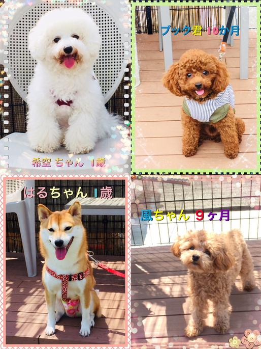 クーの新しいお友達紹介
