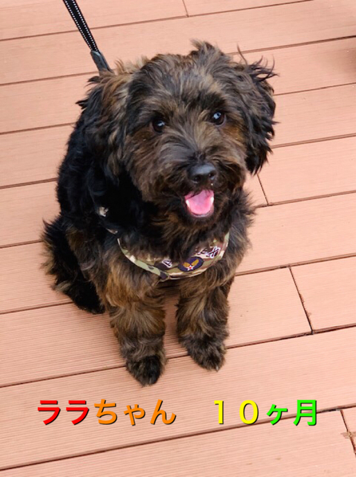 クーの新しいお友達紹介
