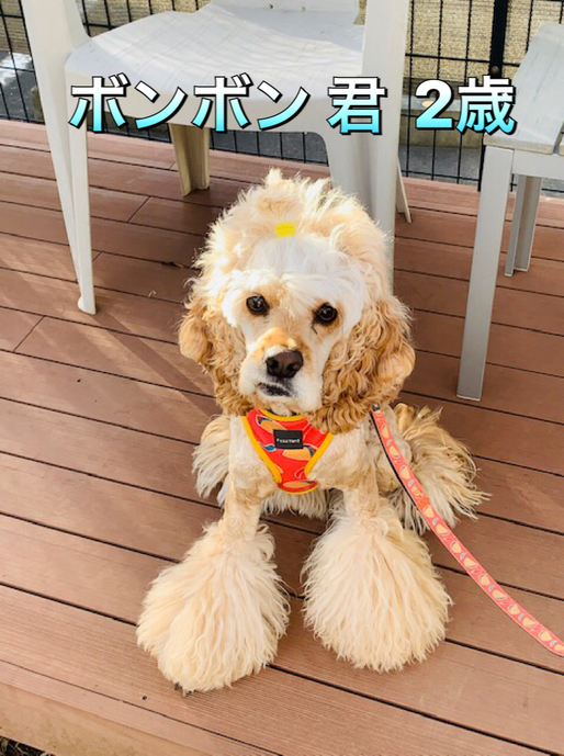 クーの新しいお友達紹介