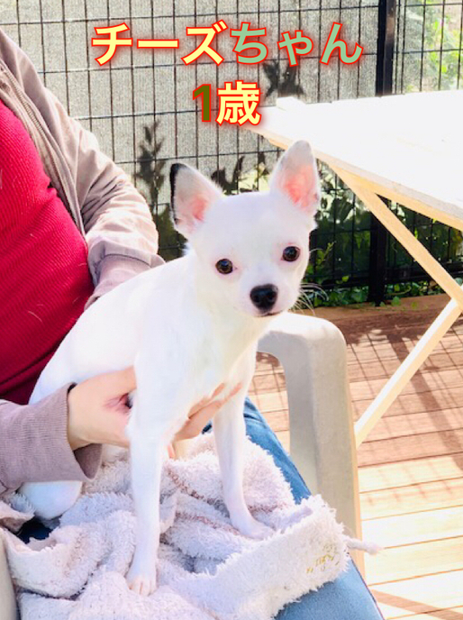 クーの新しいお友達紹介