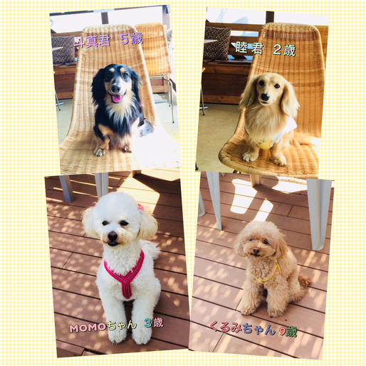クーの新しいお友達紹介