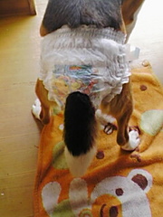 今日も....パンツ姿？