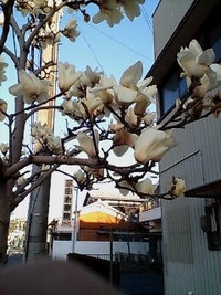 モクレンが咲き始めた