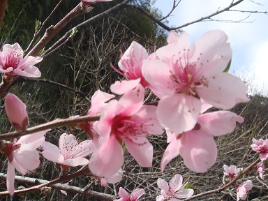 花が咲いて