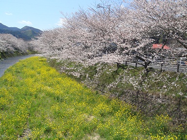 新間川の桜