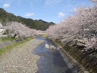 新間川の桜