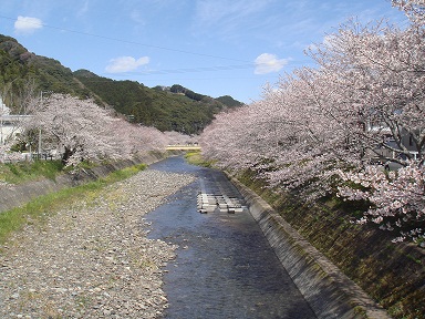 新間川の桜