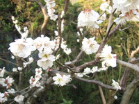 季節の花
