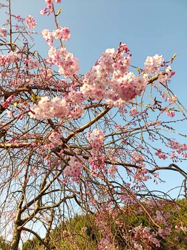 朝6時、桜満開