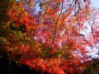 浜松　紅葉始まる出世城公園　1129 　パート２