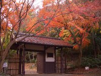 浜松　落葉始まる出世城公園　１２１３   今シーズン一番の冷え　2，6℃　パート１