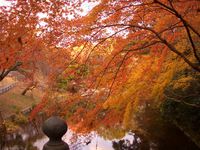 浜松　落葉始まる出世城公園　１２１３   今シーズン一番の冷え　2，6℃　パート２