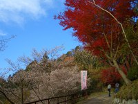 細胞が若返る温泉の道中　　　四季桜と紅葉　1124 パート２