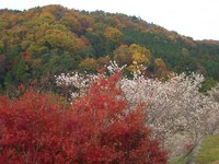 細胞が若返る温泉の道中　　　四季桜と紅葉　　1124　　パート１