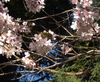 ここだけ春かな(ヒマラヤ桜の開花)