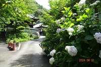 梅雨の花