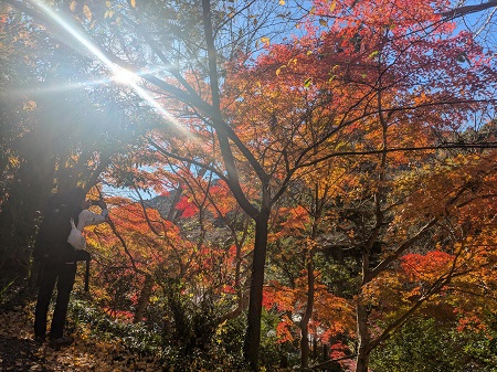 里山も錦に