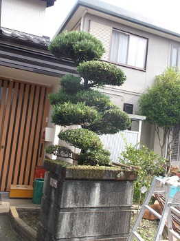 剪定の前