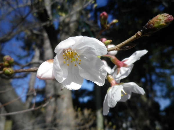 桜