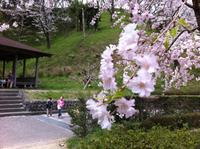 蓮華寺池公園