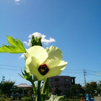 最近の畑の様子 2013/10/11 23:33:37