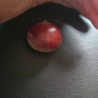 栗が１粒だけ実った 2015/09/10 12:27:31