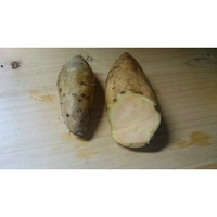 今年も甘い安納芋 2015/10/13 08:51:03