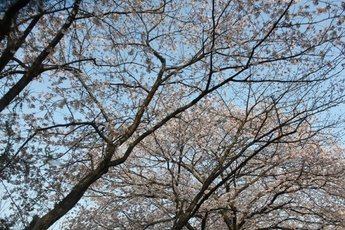 瀬戸川の桜並木
