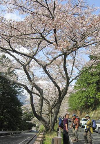 秋葉ダム千本桜