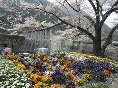 秋葉ダム千本桜