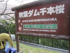 秋葉ダム千本桜