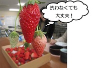 イチゴ