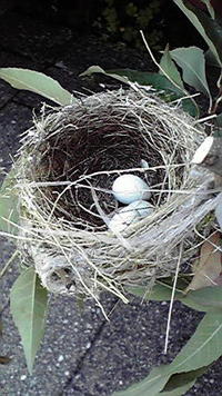 鳥の巣