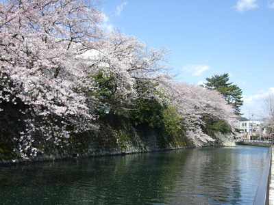 お堀の桜
