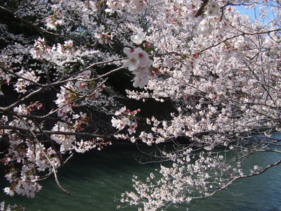 お堀の桜
