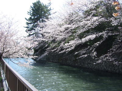 お堀の桜