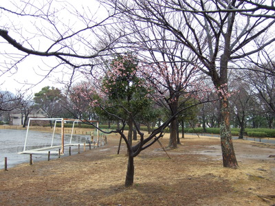 また雨。。。