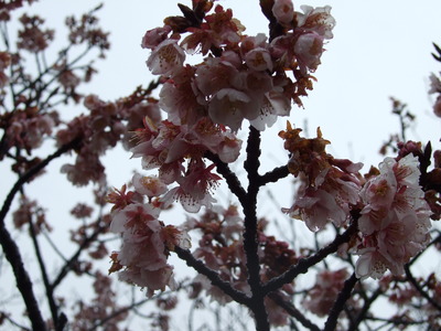 また雨。。。