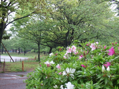 新緑の城北公園