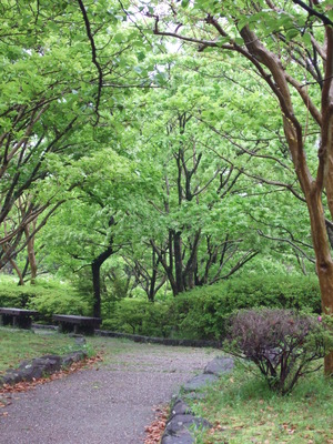 新緑の城北公園