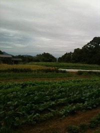 無農薬無化学肥料の野菜
