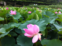 蓮華寺池公園