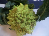 世界一美しい野菜